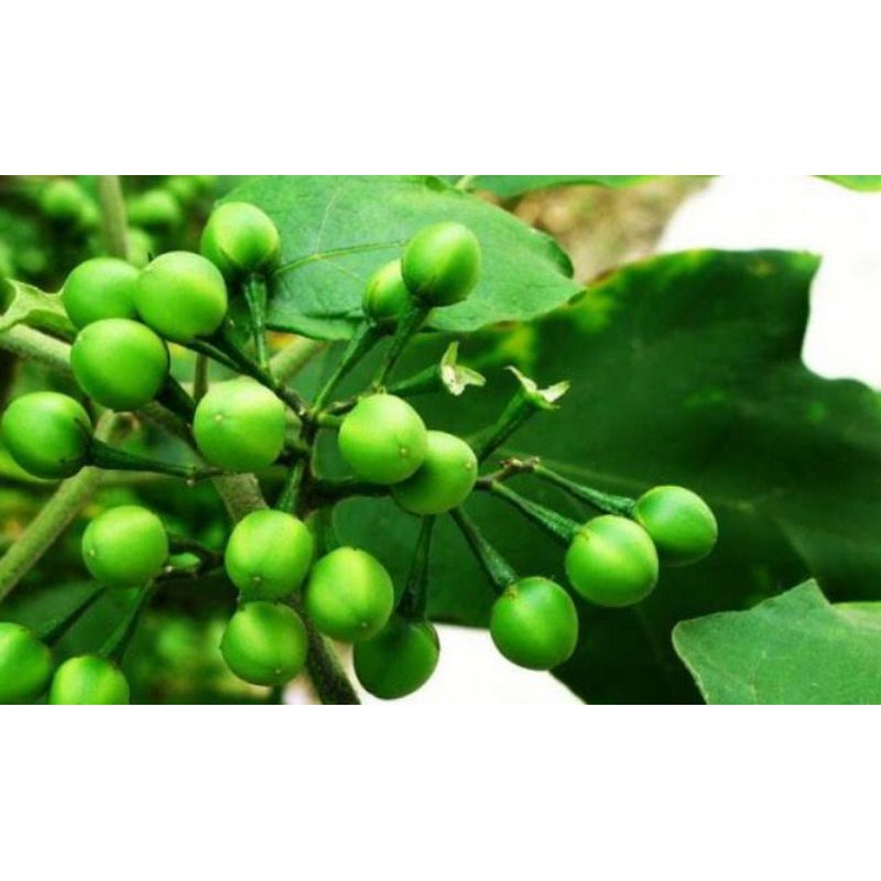 

Buah Takokak/Tekokak/Cepokak Segar 300gr