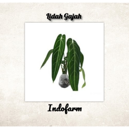 Tanaman Bibit Bunga Lidah Gajah