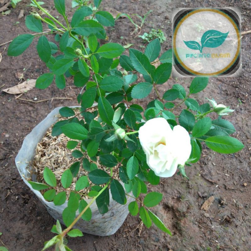Bibit tanaman mawar putih/Pohon bunga mawar putih