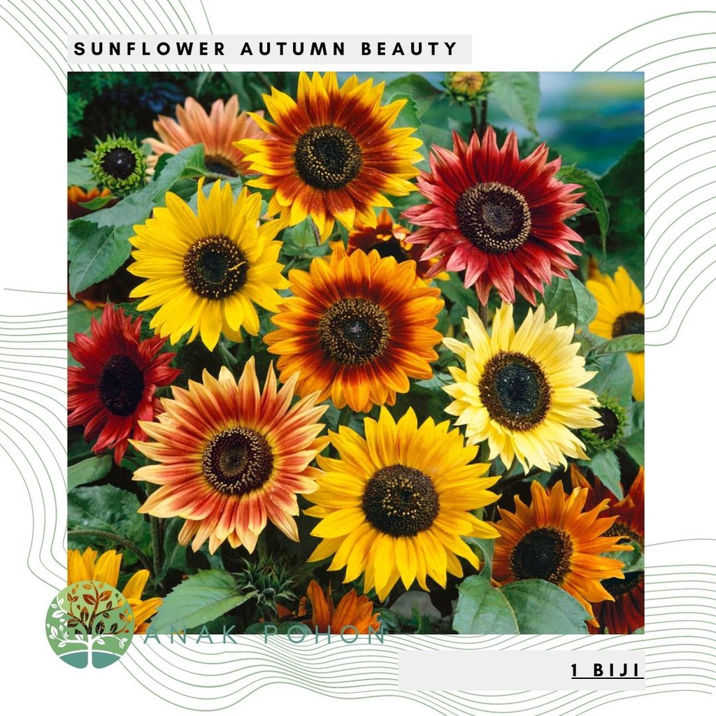 Benih Bibit Biji Bunga - Sunflower Autumn Beauty Bunga Matahari Rainbow Warna Warni Mix Flower Seeds - IMPORT