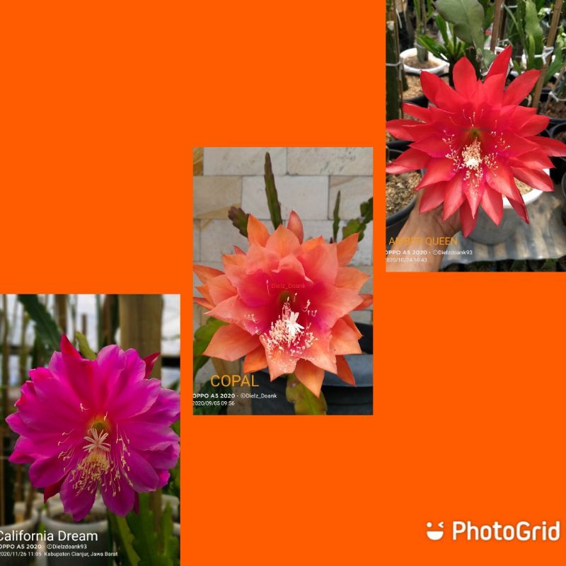 Paket hemat 3 jenis cutting Epiphyllum Wijaya Kusuma Hybrid (import)