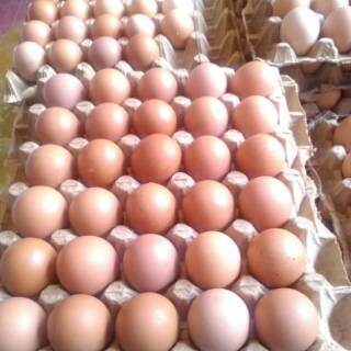  Telur ayam besar  jumbo 1 papan Shopee Indonesia