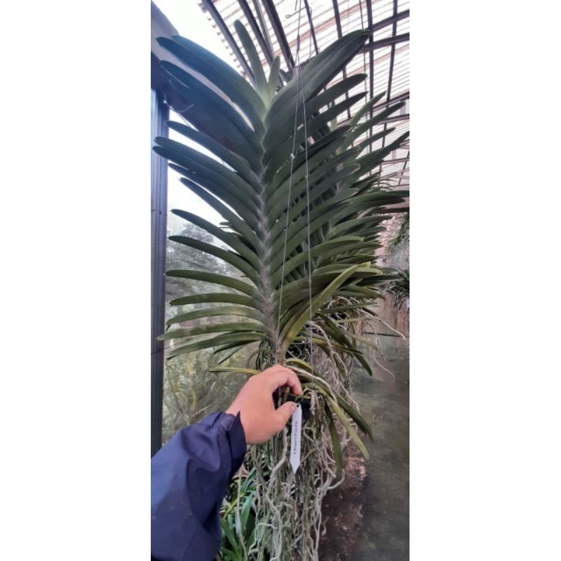 Anggrek vanda jumbo over size