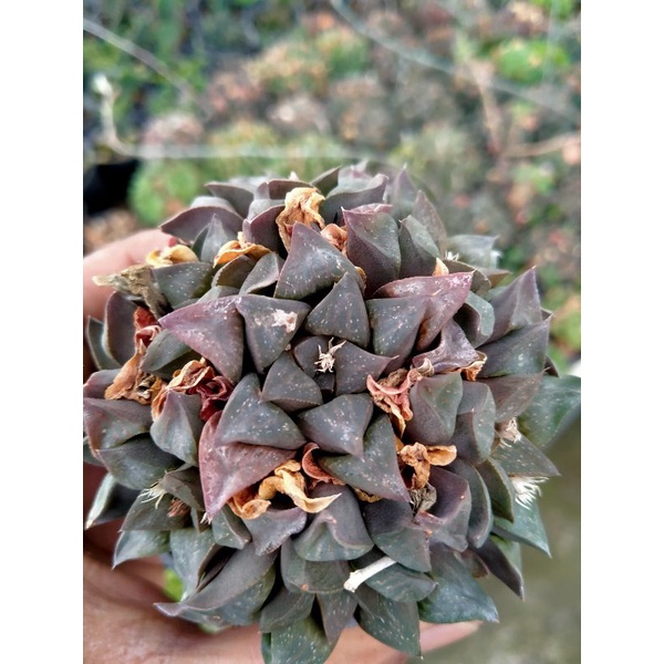 Sekulen haworthia coklat unik clater