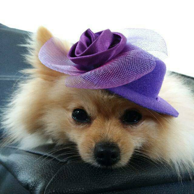 Topi bulat pita bunga cantik anjing kucing dog elegant simple murah fashionable hat