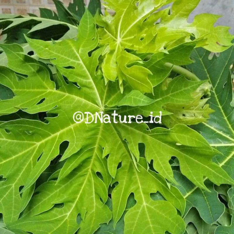 

Daun Pepaya Segar