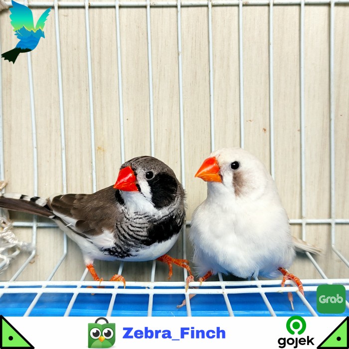 Jual Burung Zebra Finch Ausie White BC Indukan Sepasang | Shopee Indonesia