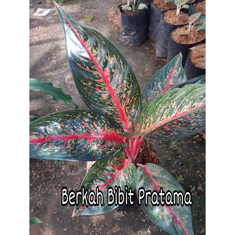 Aglonema hot ledy/Aglonema hotledy