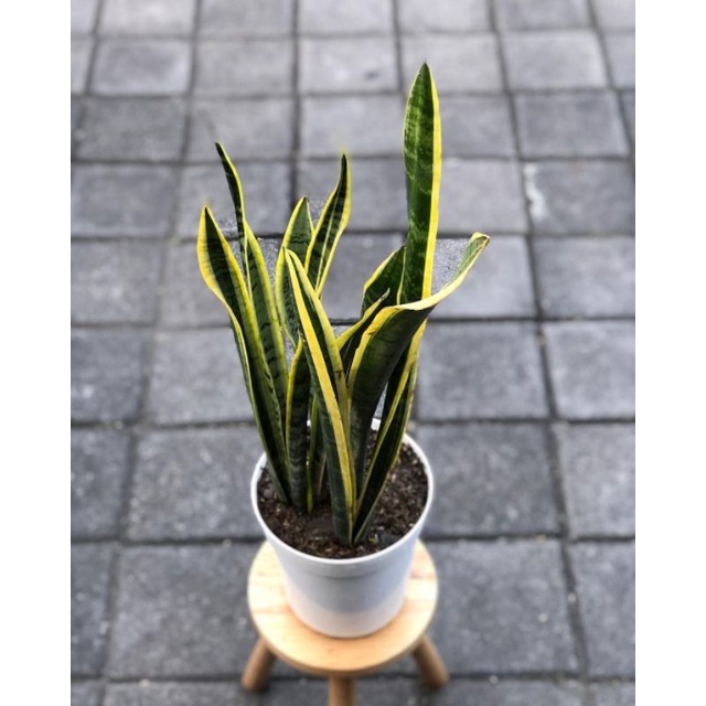 sanseveira lidah mertua /tanaman lidah mertua / tanaman hias hidup