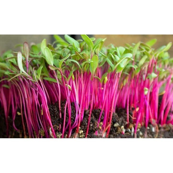 Benih Bibit Biji - Microgreens Beetroot (Panen dalam 16-21 hari) Sprouting Seeds - IMPORT