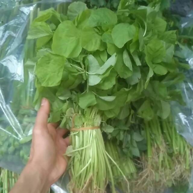 

Bayam segar / 1 ikat