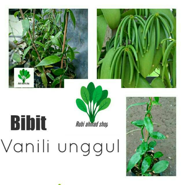 Bibit vanili/tanaman vanili/pohon vanili