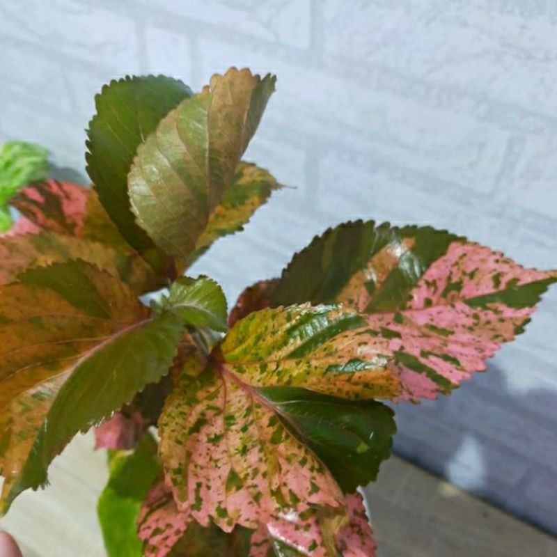 Tanaman waru variegata pink tanaman hias waru variegata tanaman hias daun variegata
