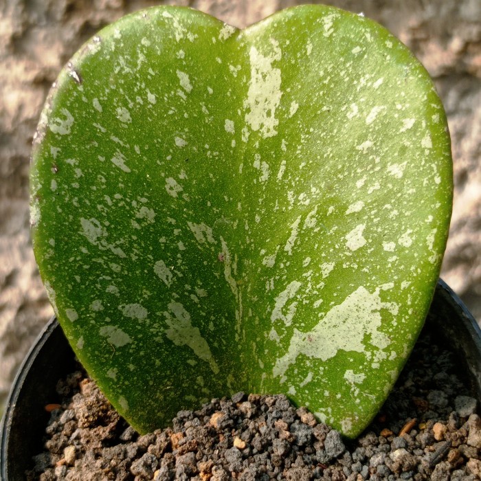 hoya kerii splash import kaktus sukulen tanaman hias