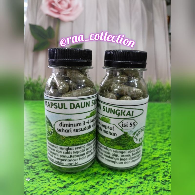 Kapsul daun sungkai/lurus asli kalimantan