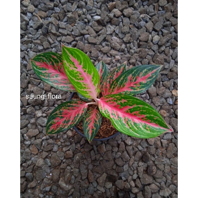 Murah Aglaonema Red Peacock