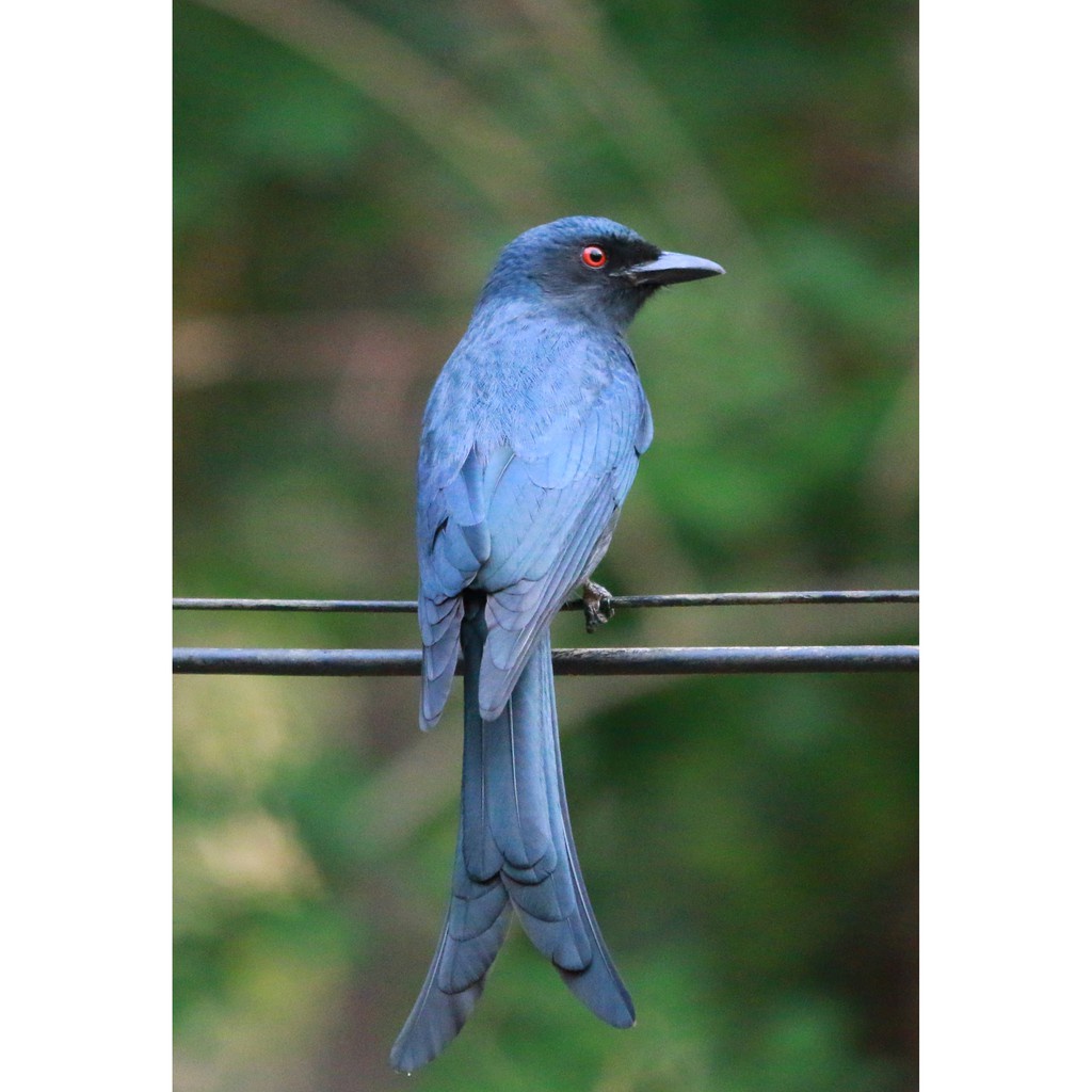 Burung Srigunting Klawu / Srigunting Abu