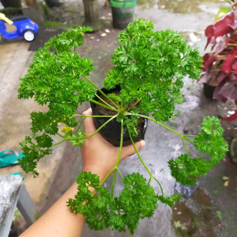 Tanaman peterseli - tanaman herbal petersle