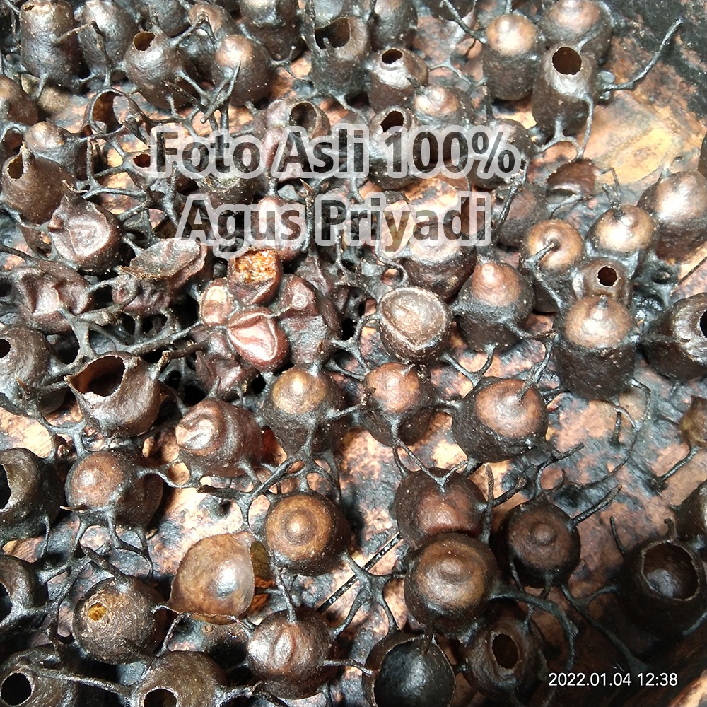 Jual Pot Madu atau Kantong Madu Buatan dari propolis untuk Lebah Trigona kelulut Itama 1 Kotak