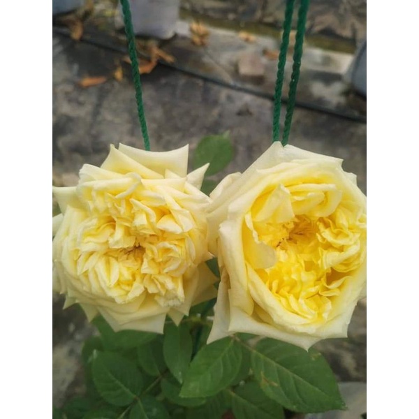 Mawar Old Rose Stek Ownroot Perle des Jardin