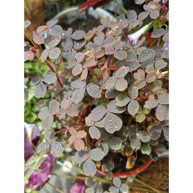 Oxalis Zinfandel Vulcanicola