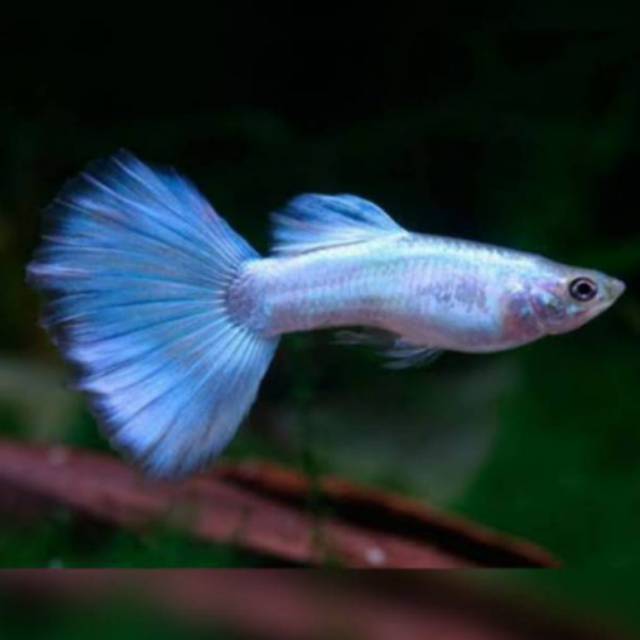 Ikan Hias Guppy, 2 Ekor. Blue Diamond - Blue Neon