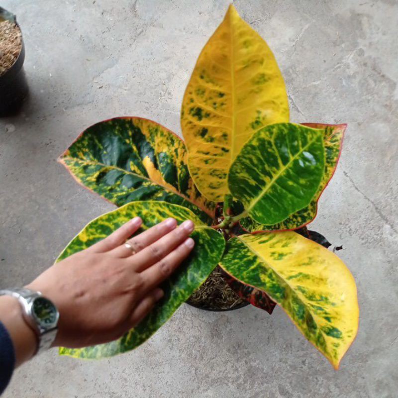 bibit tanaman hias bunga puring ayu ting ting