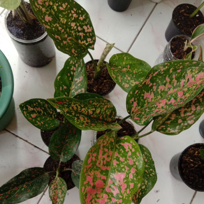 RED/PINK VENUS AGLONEMA AGLAONEMA REAL PICT