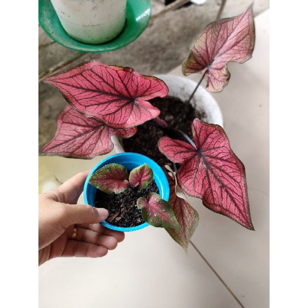 caladium h22 atau red stone