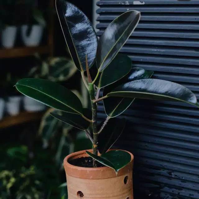 Taman hias karet kebo/ pohonan helbal karet kebo-tanaman indor