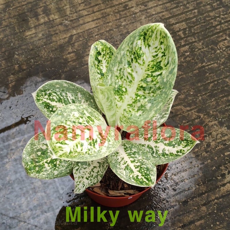 bonggol aglonema baru milky way