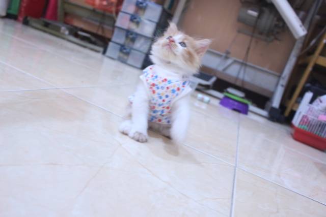 Baju simple model kaos katun lucu untuk kucing dan anjing / baju kucing murah size S-XL