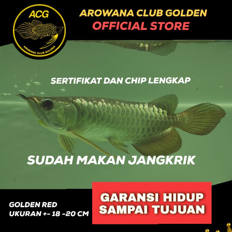 Ikan hidup Arwana Golden red Higback HB / Ikan Arowana Gold Head anakan ukuran 18-20cm