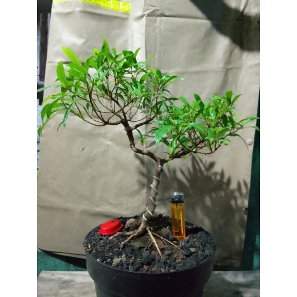 bonsai beringin Afrika langka ( sudah program akar )