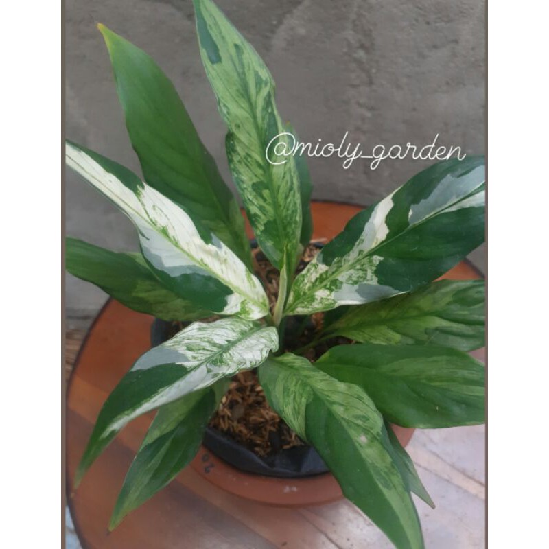 peach lily variegata