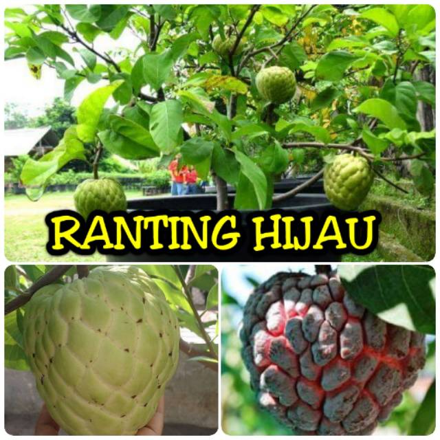 Paket 2 bibit buah srikaya merah dan srikaya jumbo (serikaya)