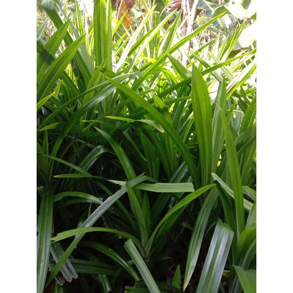 

DAUN PANDAN SEGAR