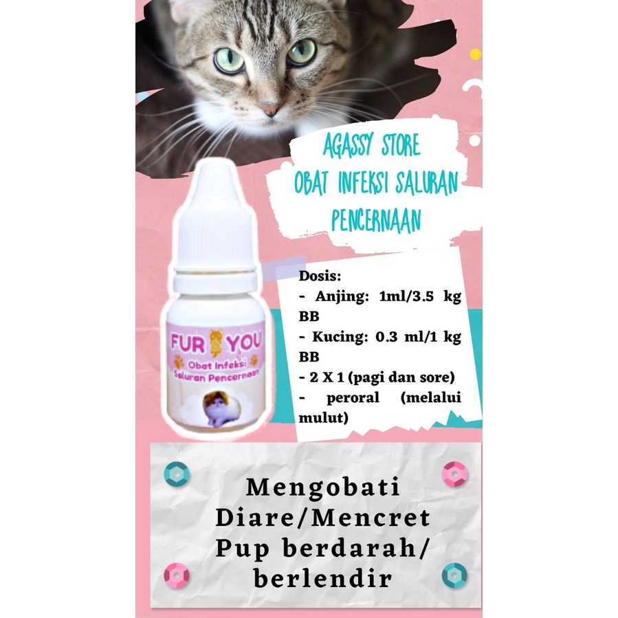 FurYou Obat pup berdarah berlendir pada kucing BAB kucing berdarah obat diare kucing berdarah