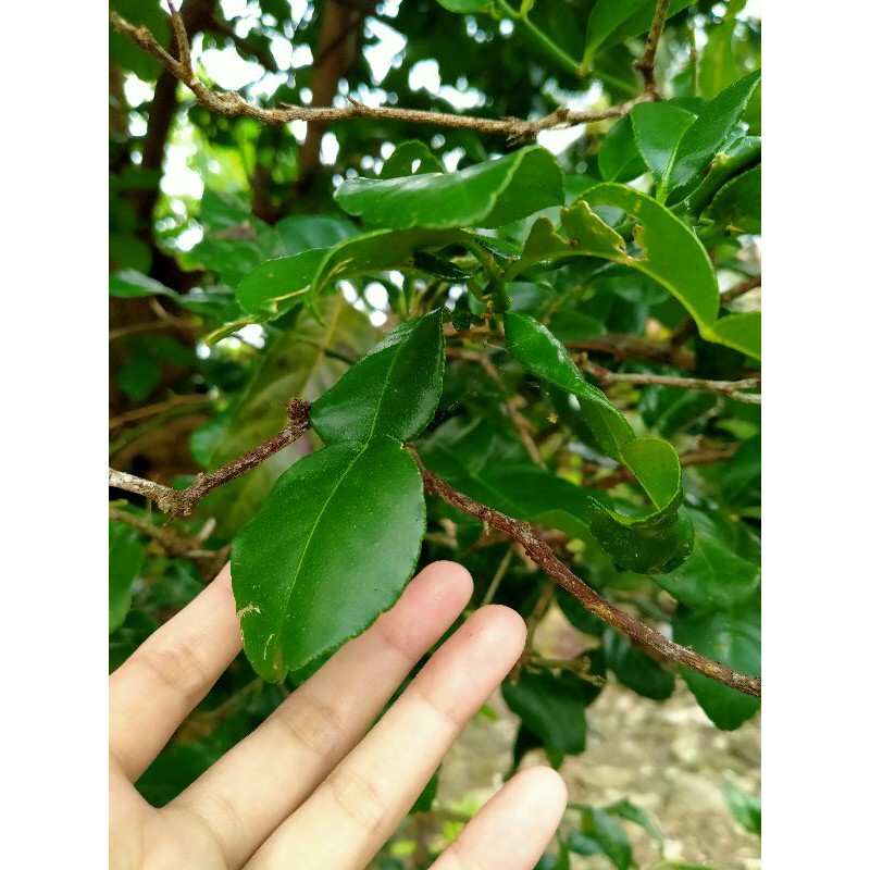 

Daun Jeruk Bumbu Dapur 1 bungkus // Daun Jeruk Murah Banyak Segar
