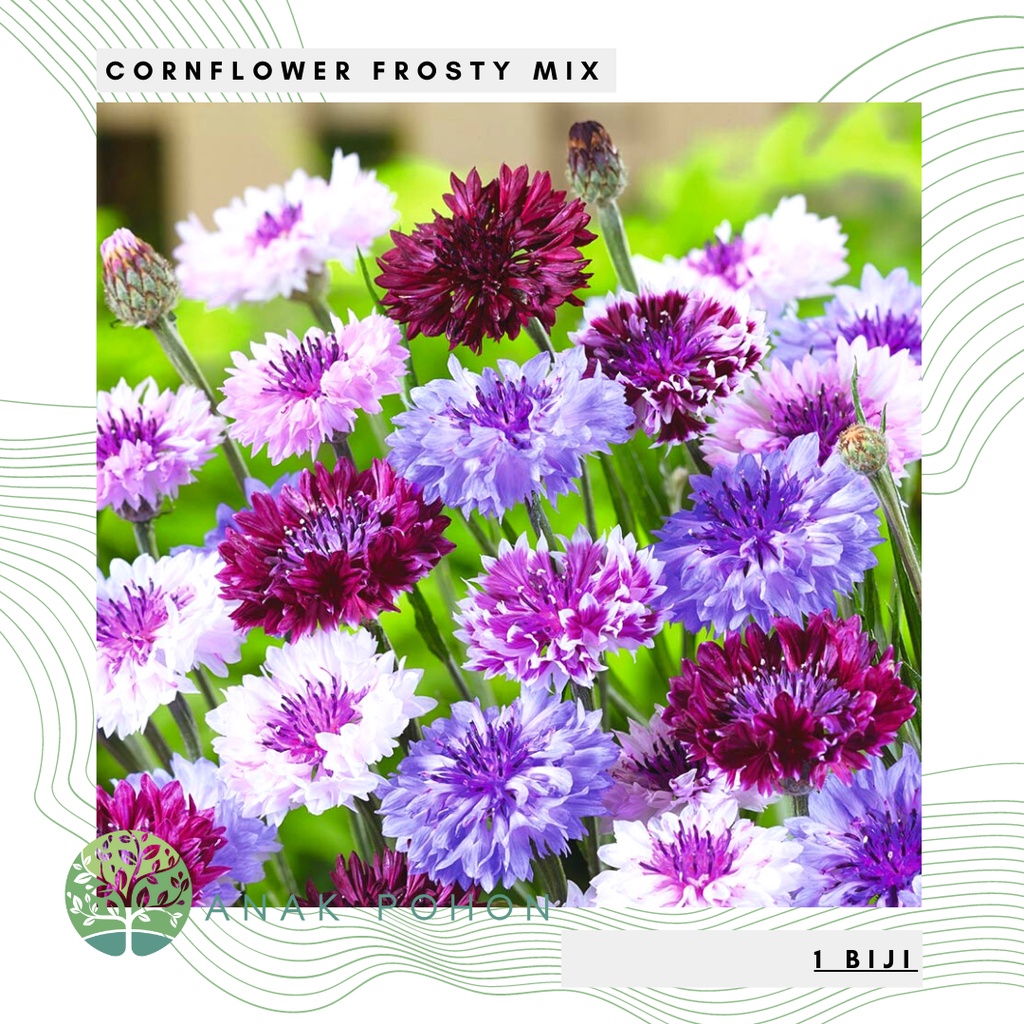 Benih Bibit Biji - Bunga Cornflower Frosty Mix (Centaurea cyanus plena) Flower Seeds - IMPORT