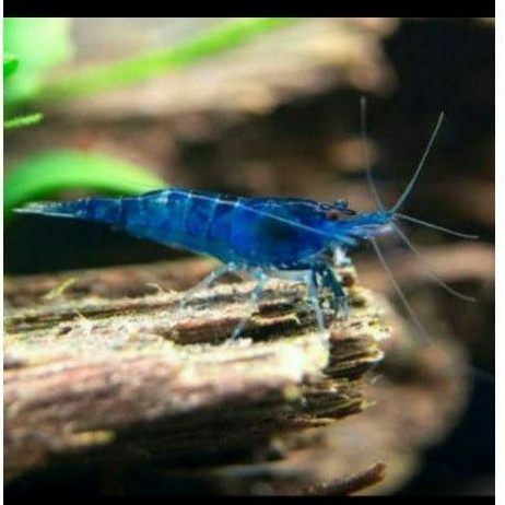udang hias air tawar Blue diamond hiasan aquascape