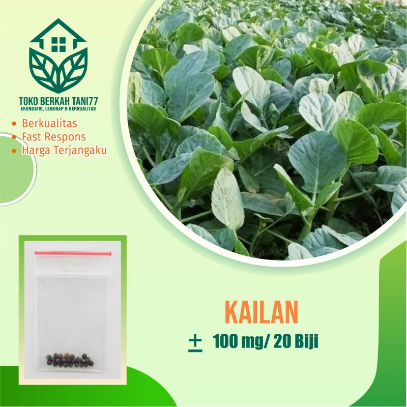 Benih Sawi Kailan - Bibit Tanaman Sayur Sayuran kailan