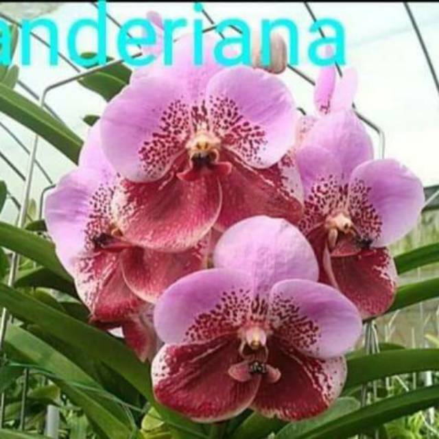 ANGGREK  VANDA  REMAJA HYBRID