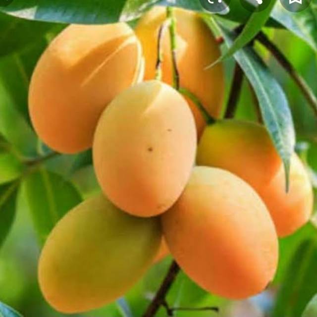 Bibit buah mangga madu, okulasi