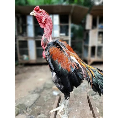 

TELUR AYAM BANGKOK SAIGON FERTIL ASLI UNTUK DITETASKAN