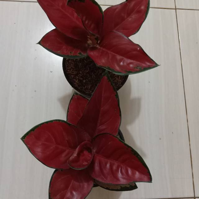 Bunga aglonema suksom super special