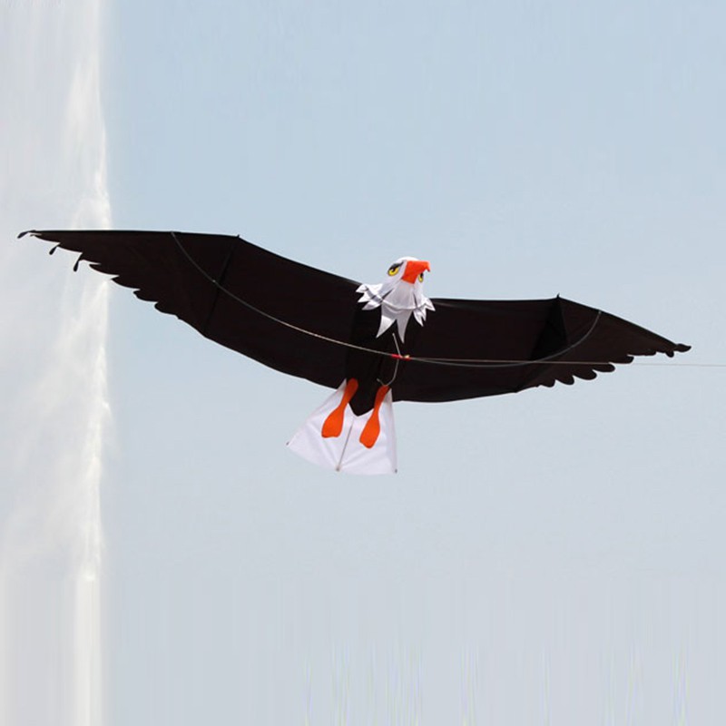 58 Gambar Burung Elang Yang Besar Gratis Terbaru