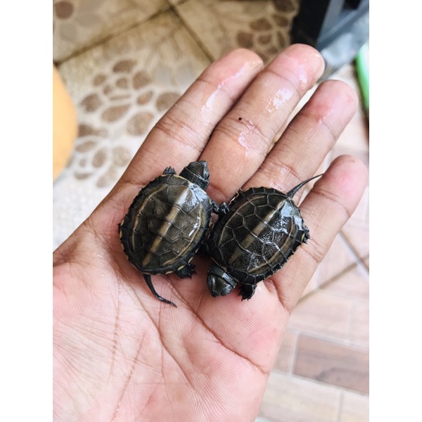 Cynemis reeves / Cinemys baby / baby cynemis