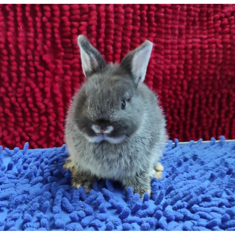 Kelinci hias jenis mini Netherland Dwarf ND Shopee Kelinci hias jenis mini Netherland Dwarf ND Shopee