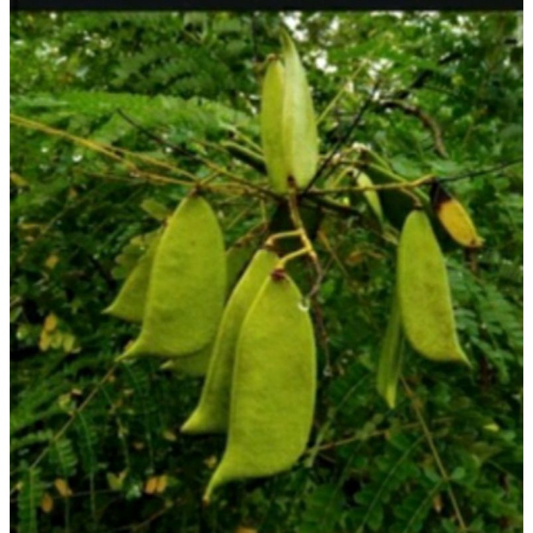 

10biji secang siap semay